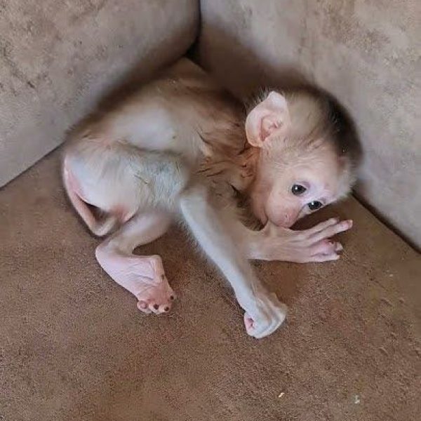 Kate - Pigtail female