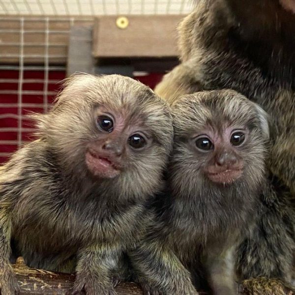 Kiko & Koko - Marmoset pair