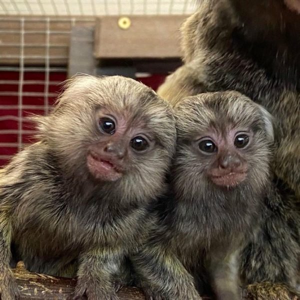 Kiko & Koko – Marmoset pair Kiko & Koko - Marmoset pair